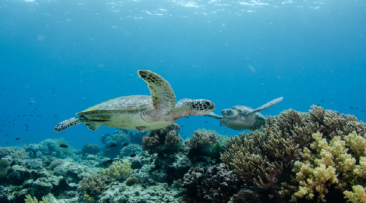 Balicasag 4 Balicasag Island