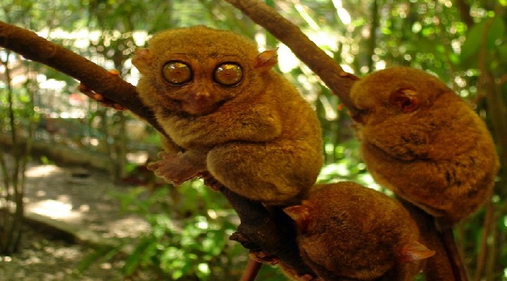 Tarsier 1 Philippine Tarsier Sanctuary