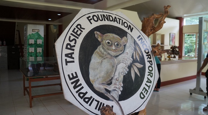 Tarsier 10 Philippine Tarsier Sanctuary