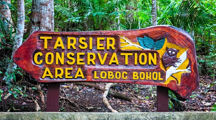 Tarsier 3 Philippine Tarsier Sanctuary