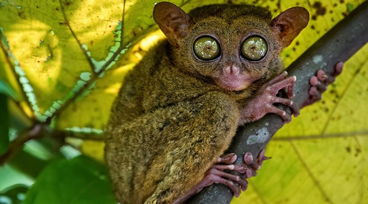A small nocturnal animal, the tarsier, with fixed round eyes, on a tree branch. Philippine Tarsier Sanctuary